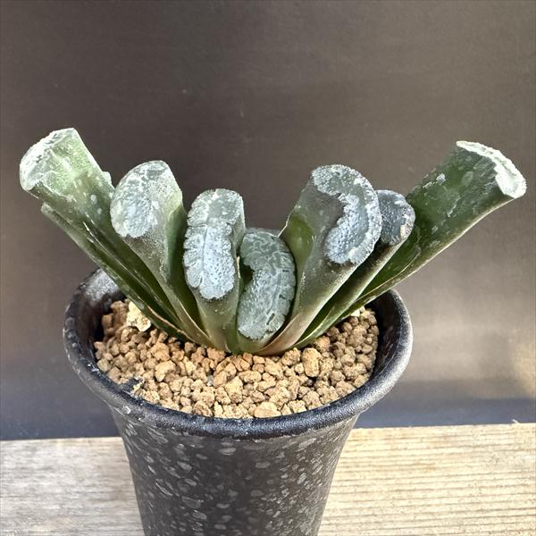 ¿����ʪ���ϥ����������������*S ��8���