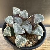 ¿����ʪ���ϥ�������� �����ߡ�hyb.*S ��6.5���