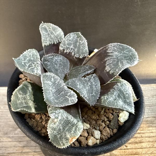 多肉植物：ハオルチア ウィミーhyb.*S 幅6.5cm | サボテン＆多肉植物