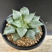 ¿����ʪ���ϥ�������� ���ԥ����ߥ����ߡ�*S ��6.5���