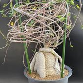 �����ǥå������ե��å�����������*����16cm�����ʡ����ʸ¤�