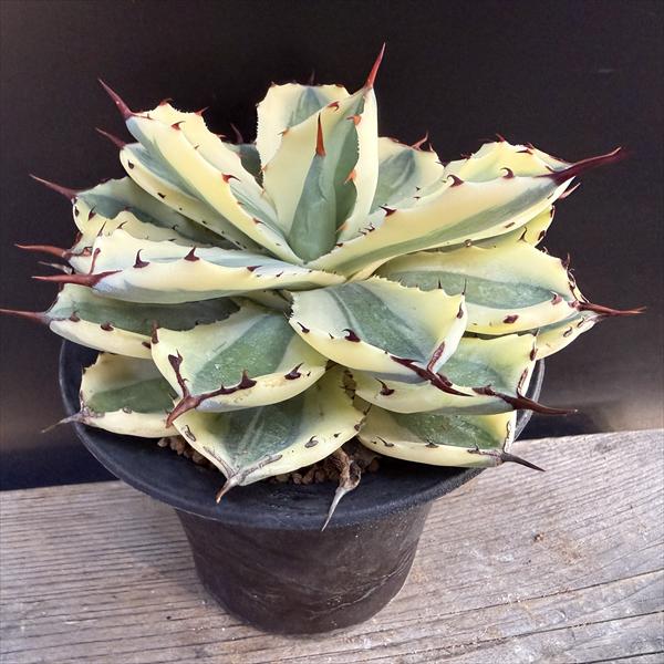 ¿����ʪ�������١��Ⱦʹ��� �����ѡ����饦�󡡿��ھ�ȭ*��15��������ʡ����ʸ¤�