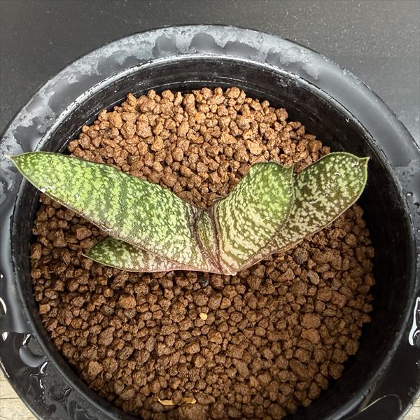2/23更新　ガステリア　ドロミチカ　カキコ付き　希少種　葉数6枚 多肉植物：ガステリア バテシアナ ドロミチカ*幅7cm 現品！一品限り