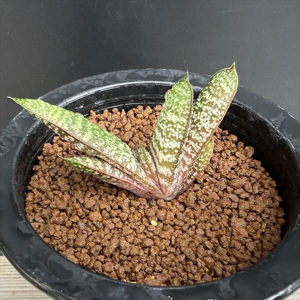 多肉植物：ガステリア バテシアナ ドロミチカ*幅7cm 現品！一品限り