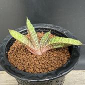 ¿����ʪ�������ƥꥢ �Хƥ����� �ɥ��ߥ���*��9��������ʡ����ʸ¤�