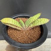 ¿����ʪ�������ƥꥢ �Хƥ����� �ɥ��ߥ���*��11��������ʡ����ʸ¤�