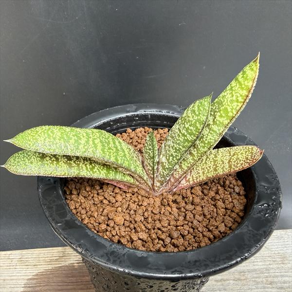 ¿����ʪ�������ƥꥢ �Хƥ����� �ɥ��ߥ���*��11��������ʡ����ʸ¤�