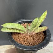 ¿����ʪ�������ƥꥢ �Хƥ����� �ɥ��ߥ���*��11��������ʡ����ʸ¤�