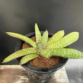 ¿����ʪ�������ƥꥢ �Хƥ����� �ɥ��ߥ���*��18��������ʡ����ʸ¤�