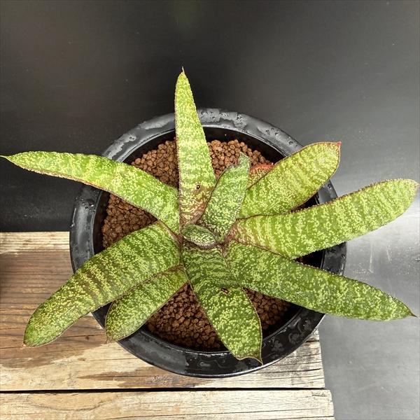 多肉植物：ガステリア バテシアナ ドロミチカ*幅18cm 現品！一品限り
