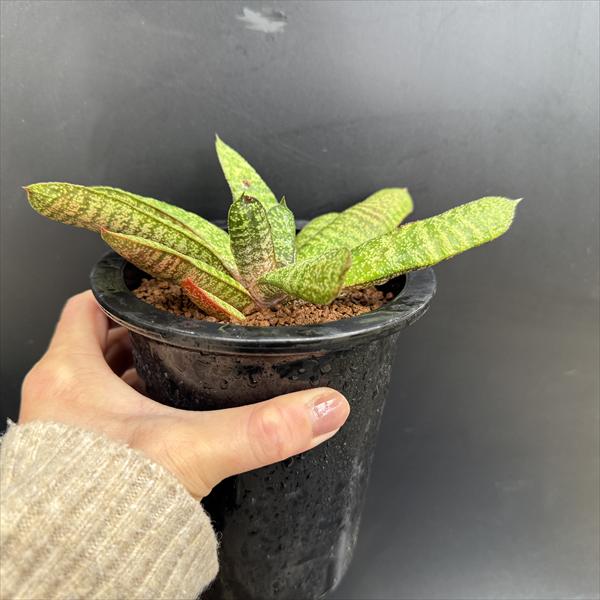 多肉植物：ガステリア バテシアナ ドロミチカ*幅18cm 現品！一品限り