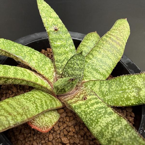 多肉植物：ガステリア バテシアナ ドロミチカ*幅18cm 現品！一品限り