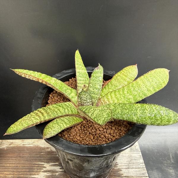 多肉植物：ガステリア バテシアナ ドロミチカ*幅18cm 現品！一品限り