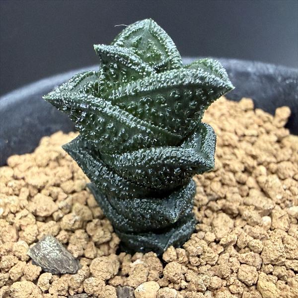 多肉植物 ハオルチア 大型ニグラ 多肉植物：ハオルチア ニグラno.8 特選ダルマタイプ*幅2cm 現品