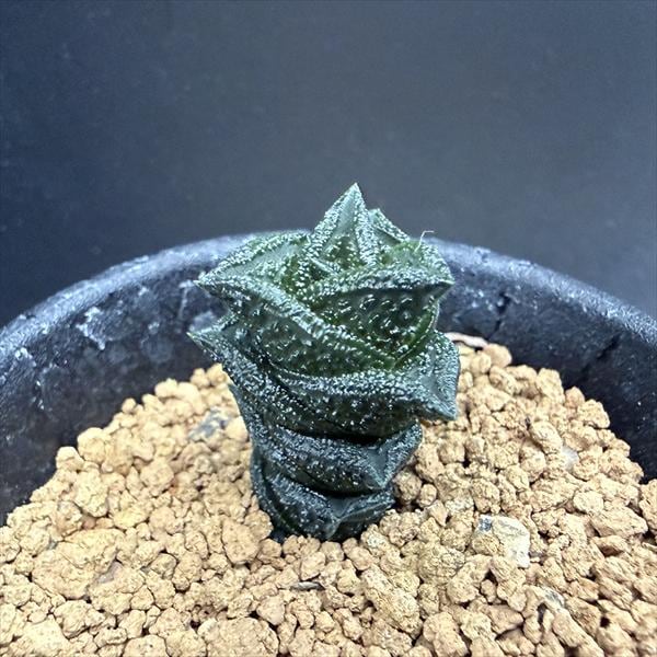 多肉植物：ハオルチア ニグラno.8 特選ダルマタイプ*幅2cm 現品