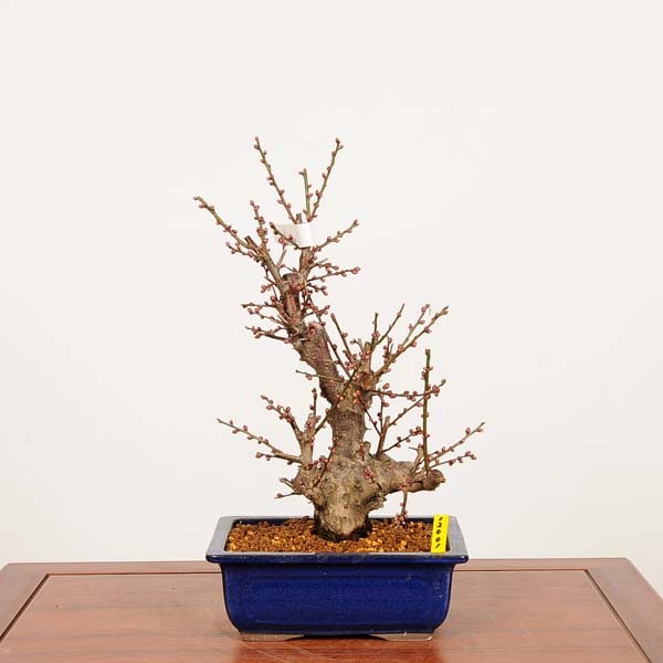 盆栽：白梅(はくばい)冬至 現品*うめ ウメ Prunus mume Hakubai bonsai