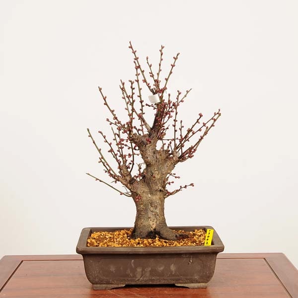 �ߺϡ�����(�����Ф�)����  ����*���ᡡ���ᡡPrunus mume��Koubai bonsai �����ߺ�