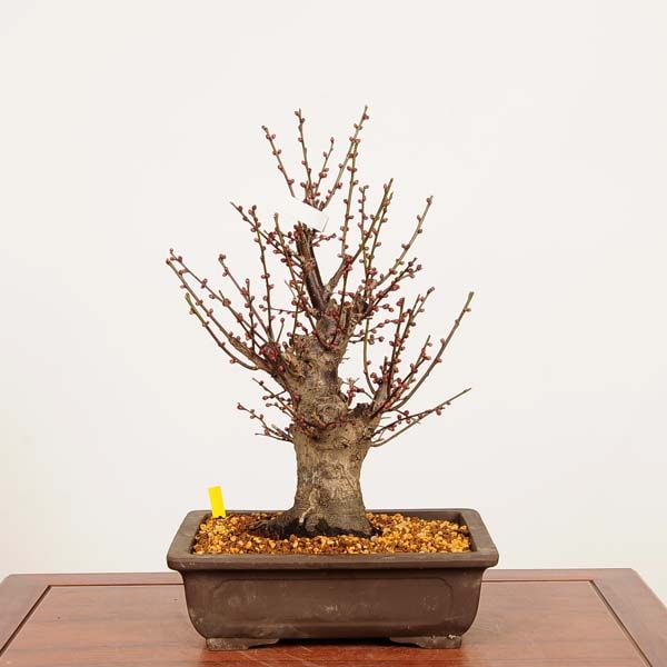 盆栽：紅梅(こうばい)大盃 現品*うめ ウメ Prunus mume Koubai bonsai
