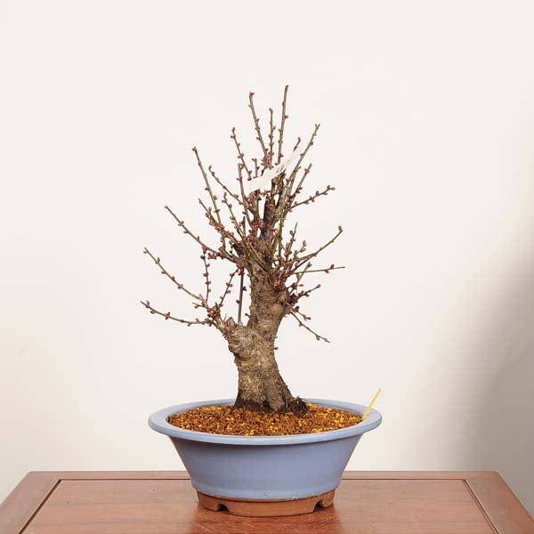 �ߺϡ�����(�����Ф�)����  ����*���ᡡ���ᡡPrunus mume��Koubai bonsai �����ߺ�