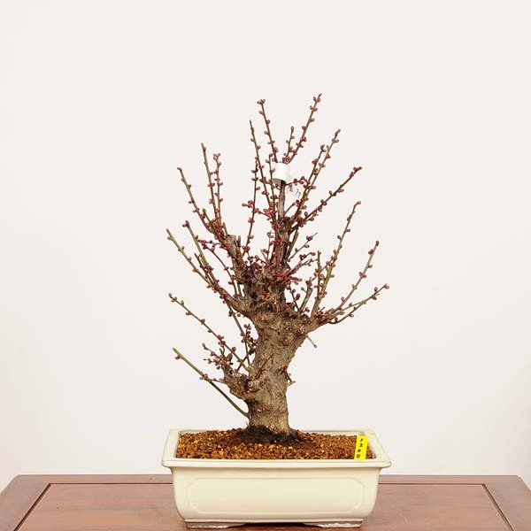 �ߺϡ�����(�����Ф�)����  ����*���ᡡ���ᡡPrunus mume��Koubai bonsai �����ߺ�