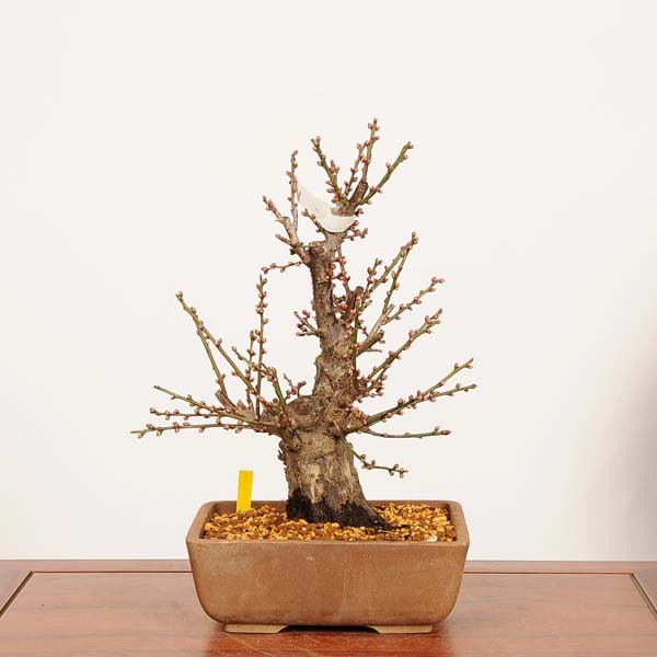 �ߺϡ�����(�Ϥ��Ф�)�߻� ����*���ᡡ���ᡡPrunus mume��Hakubai bonsai �����ߺ�
