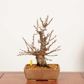 �ߺϡ�����(�Ϥ��Ф�)�߻� ����*���ᡡ���ᡡPrunus mume��Hakubai bonsai �����ߺ�