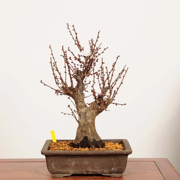 盆栽：紅梅(こうばい)大盃 現品*うめ ウメ Prunus mume Koubai bonsai