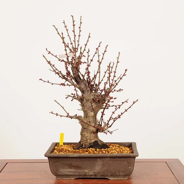 �ߺϡ�����(�����Ф�)����  ����*���ᡡ���ᡡPrunus mume��Koubai bonsai �����ߺ�