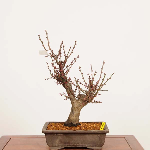 �ߺϡ�����(�����Ф�)����  ����*���ᡡ���ᡡPrunus mume��Koubai bonsai �����ߺ�