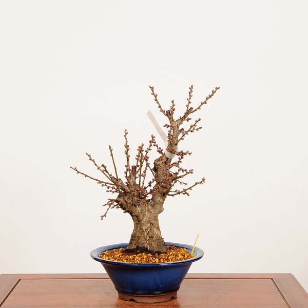 �ߺϡ�����(�Ϥ��Ф�)�߻� ����*���ᡡ���ᡡPrunus mume��Hakubai bonsai �����ߺ�