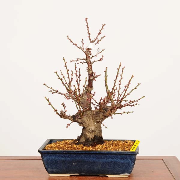�ߺϡ�����(�Ϥ��Ф�)�߻� ����*���ᡡ���ᡡPrunus mume��Hakubai bonsai �����ߺ�