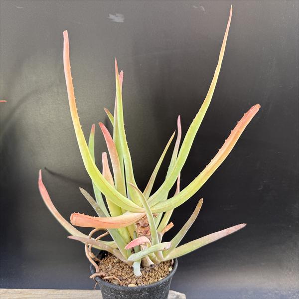 ¿����ʪ�������� ������*��21��������ʡ����ʸ¤�