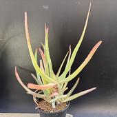 ¿����ʪ�������� ������*��21��������ʡ����ʸ¤�