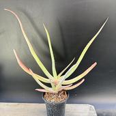 ¿����ʪ�������� ������*��27��������ʡ����ʸ¤�