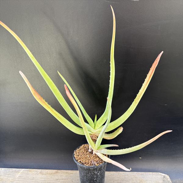 ¿����ʪ�������� ������*��23��������ʡ����ʸ¤�