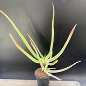 ¿����ʪ�������� ������*��23��������ʡ����ʸ¤�