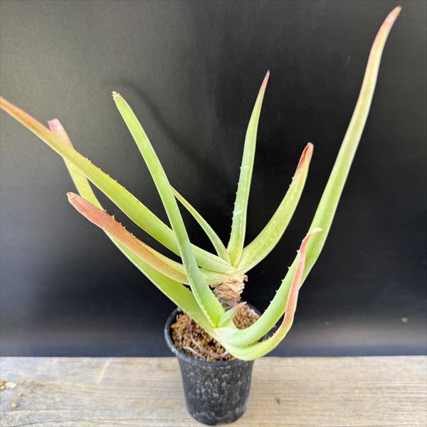 ¿����ʪ�������� ������*��20��������ʡ����ʸ¤�