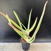 ¿����ʪ�������� ������*��20��������ʡ����ʸ¤�