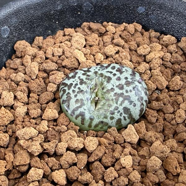 多肉植物：コノフィツム 大濃黒点大型安珍*幅2cm | サボテン＆多肉