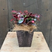 ���� �̼���������ƥꥢ �ԡ����٥꡼ �����ݥå�*�����䥷����