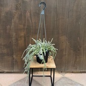 ���տ�ʪ����ץ��ꥹ���ۥ��*5�桡Rhipsalis