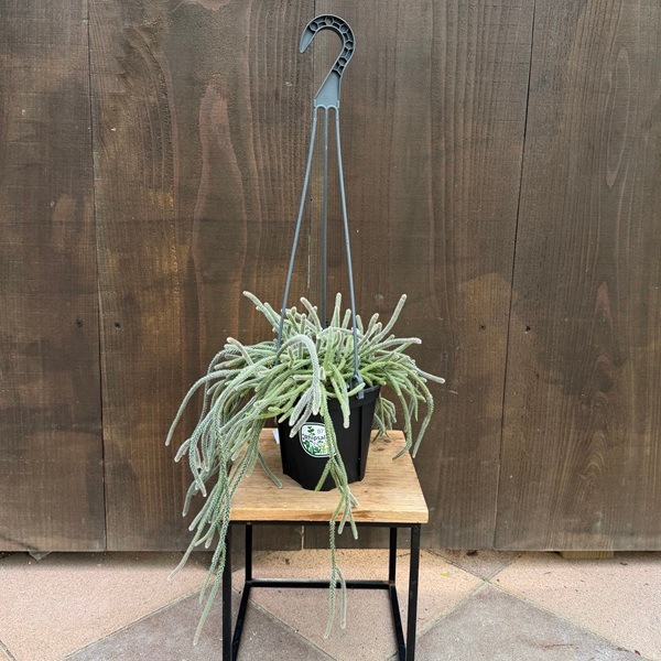 観葉植物：リプサリス ホリダ*5号 Rhipsalis | 観葉植物,吊り鉢 | 遊恵