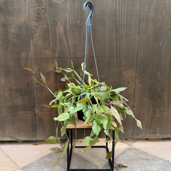 観葉植物：リプサリス エリプティカ*5号 Rhipsalis | 観葉植物,吊り鉢