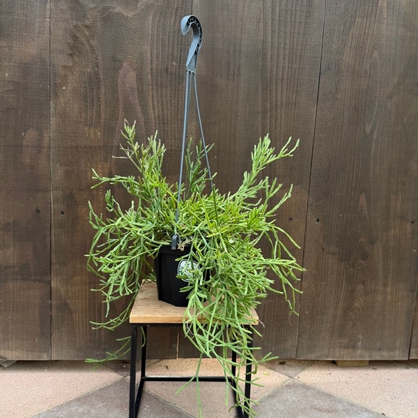 観葉植物：リプサリス エワルディアナ*5号 Rhipsalis | 観葉植物,吊り
