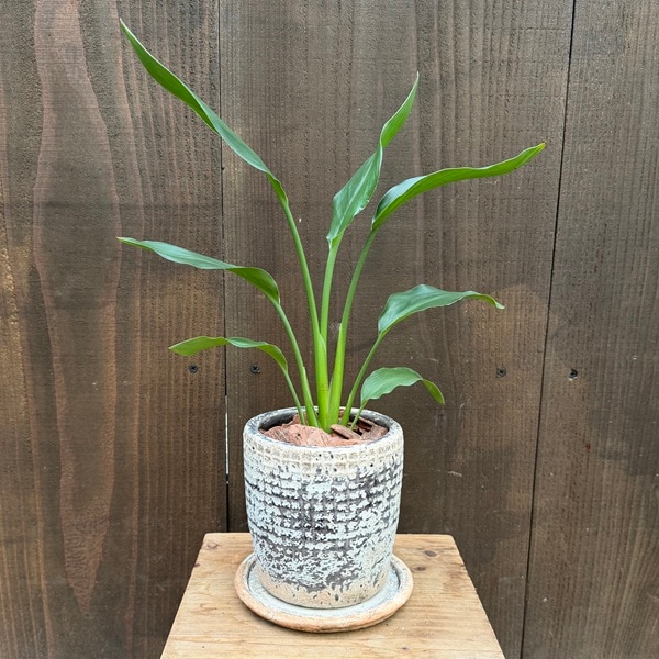 おしゃれ 観葉植物 鉢色選べます：ストレリチア レギネ*鉢植え 受皿付