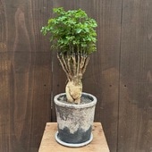 ���տ�ʪ �ݥꥷ�㥹����������ߥ� �ѥ��� ȭ���� ������*