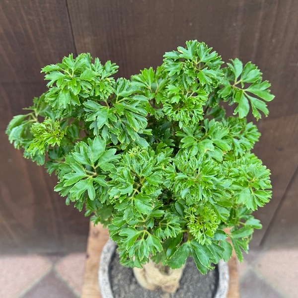 観葉植物 ポリシャス：タイワンモミジ パセリ 鉢植え 受皿付* | 観葉