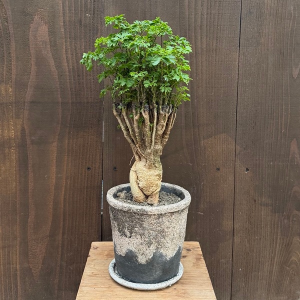 観葉植物 ポリシャス：タイワンモミジ パセリ 鉢植え 受皿付* | 観葉