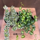 ���٤� ���տ�ʪ���ե����� �ץߥ� 2�糧�å�*������ ����θ� ���� Ficus pumila