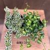 ���٤� ���տ�ʪ���ե����� �ץߥ� 2�糧�å�*������ ����θ� ���� Ficus pumila